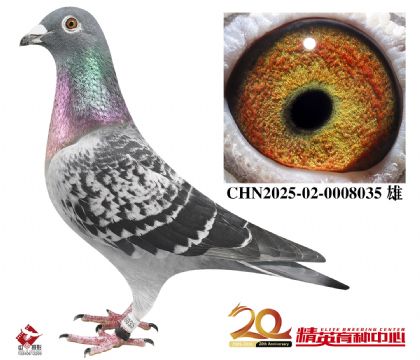 世界铭鸽“最佳基特尔”直孙