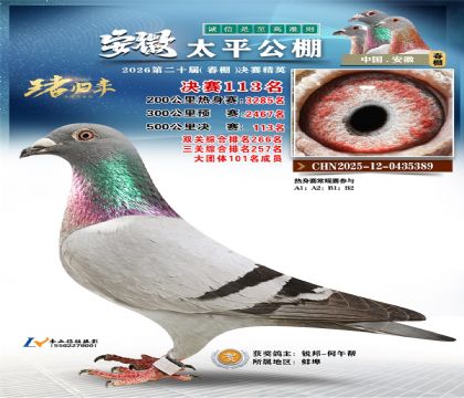 安徽太平决赛113名