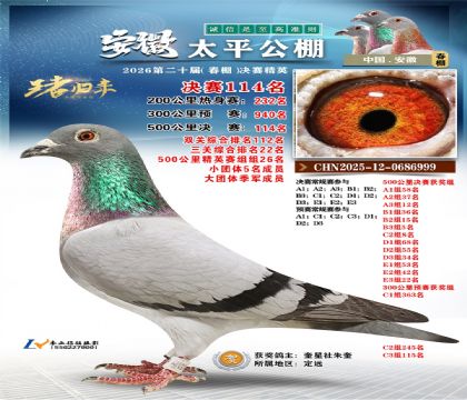 安徽太平决赛114名