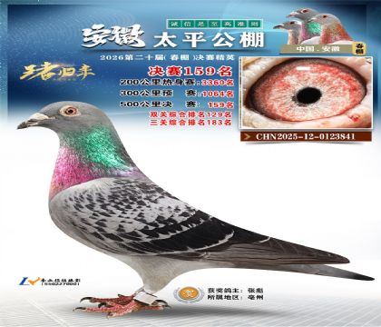 安徽太平决赛159名