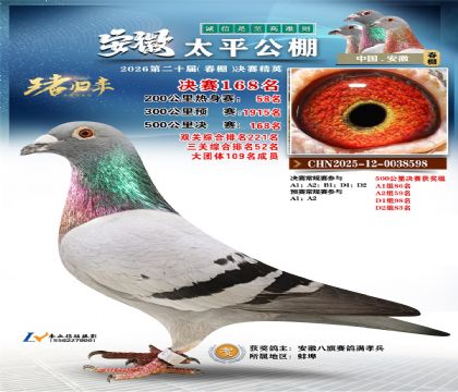 安徽太平决赛168名