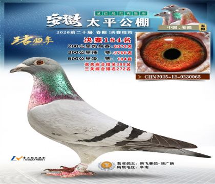 安徽太平决赛184名