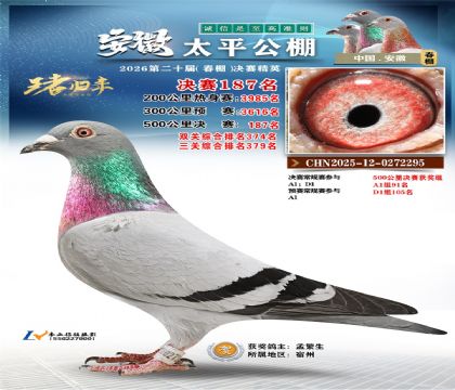 安徽太平决赛187名