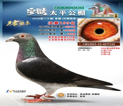 安徽太平决赛199名