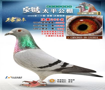 ����̫ƽ����203��