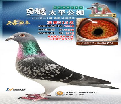 安徽太平决赛213名