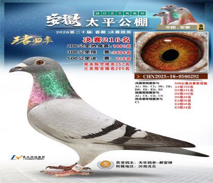 安徽太平决赛216名