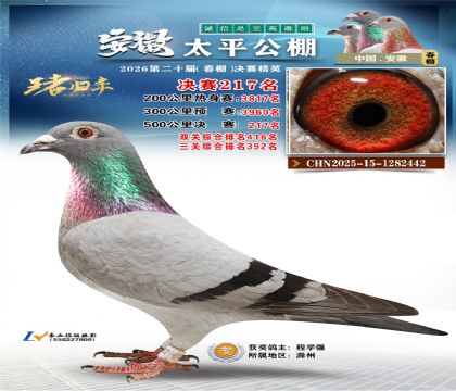 安徽太平决赛217名