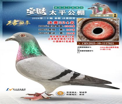 安徽太平决赛224名