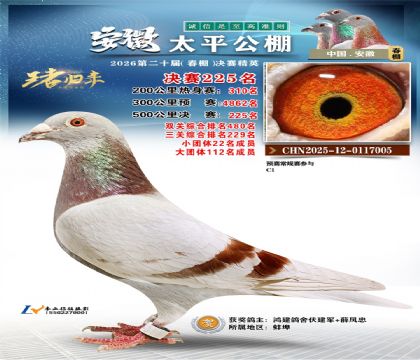 安徽太平决赛225名