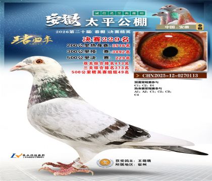 安徽太平决赛229名