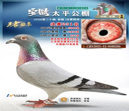 安徽太平决赛231名