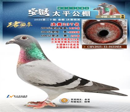 安徽太平决赛237名