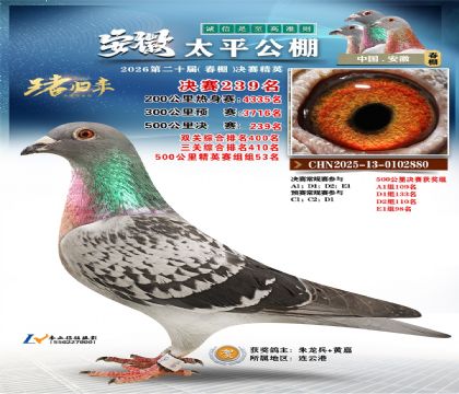 安徽太平决赛239名