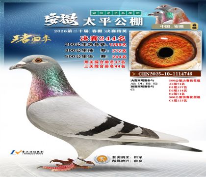 安徽太平决赛244名