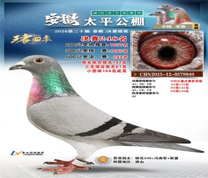 安徽太平决赛248名