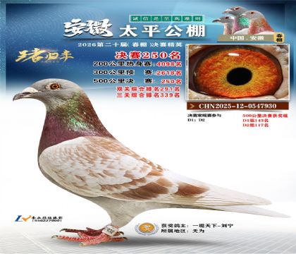 安徽太平决赛250名