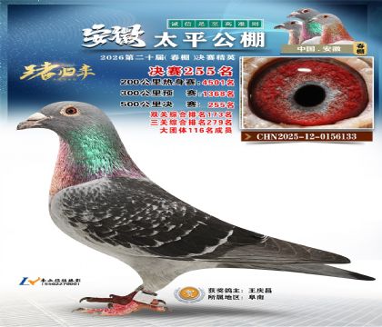 安徽太平决赛255名