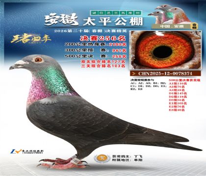 安徽太平决赛256名