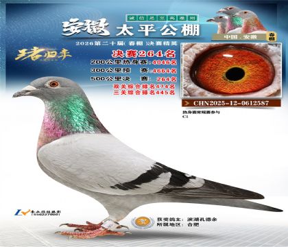 安徽太平决赛264名