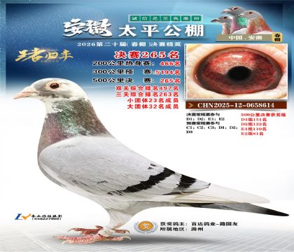 安徽太平决赛265名