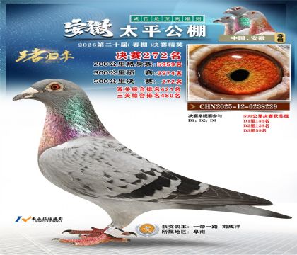 安徽太平决赛272名