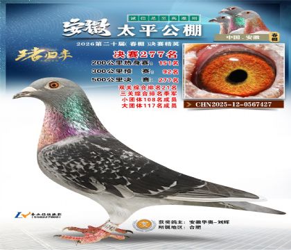 安徽太平决赛277名(三关鸽王季军)