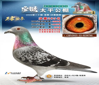 安徽太平决赛285名