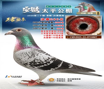 安徽太平决赛286名