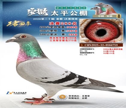 安徽太平决赛288名