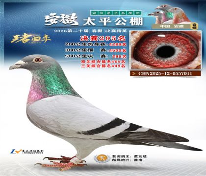 安徽太平决赛295名