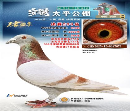 安徽太平决赛296名