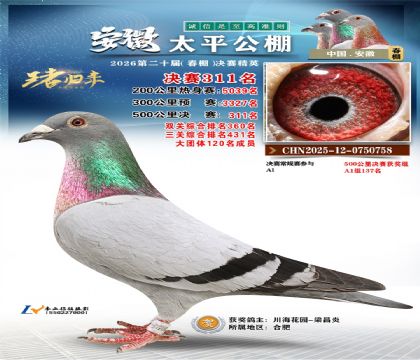 安徽太平决赛311名