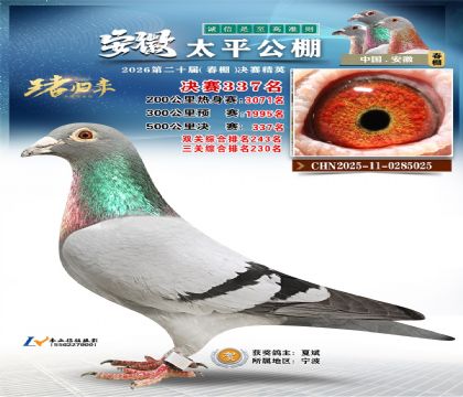 安徽太平决赛337名