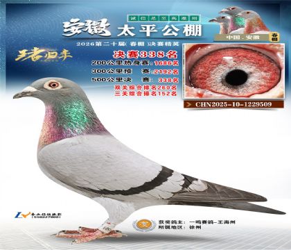 安徽太平决赛338名