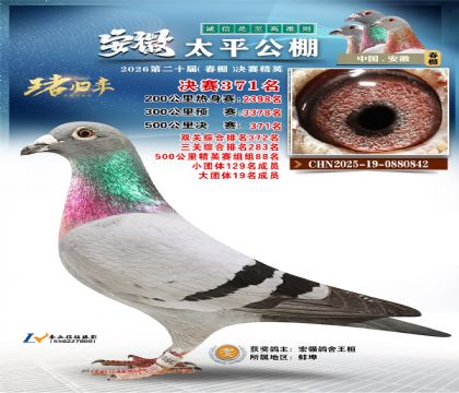 安徽太平决赛371名