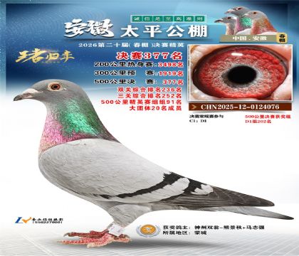 安徽太平决赛377名