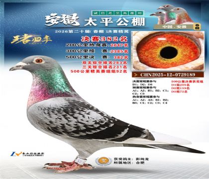 安徽太平决赛382名