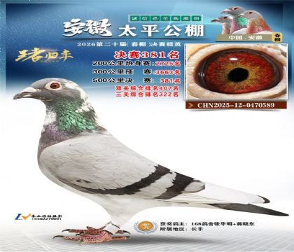 安徽太平决赛381名