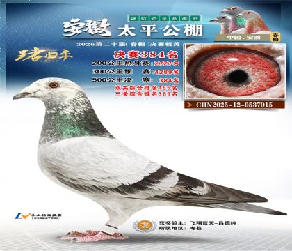 安徽太平决赛384名