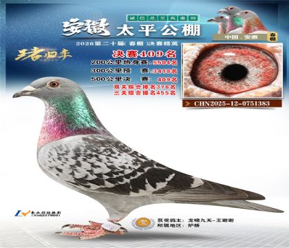 安徽太平决赛409名