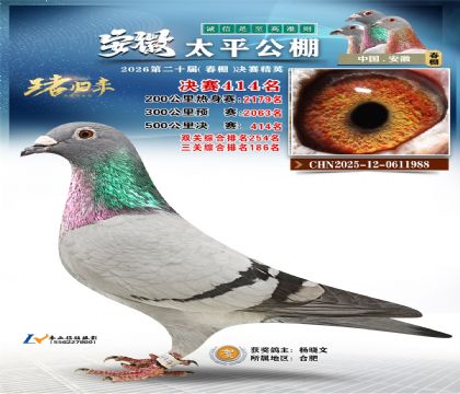 安徽太平决赛414名