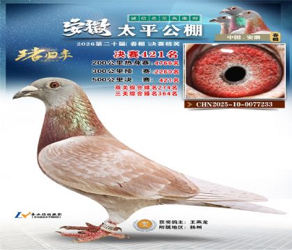 安徽太平决赛421名