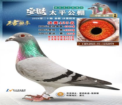 安徽太平决赛425名