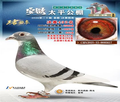 安徽太平决赛432名