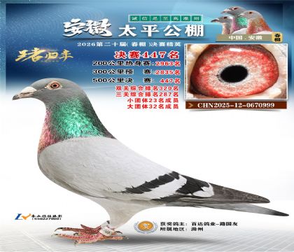 安徽太平决赛447名