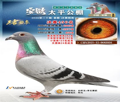 安徽太平决赛456名