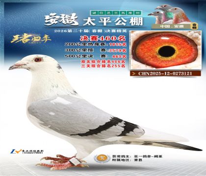 安徽太平决赛460名