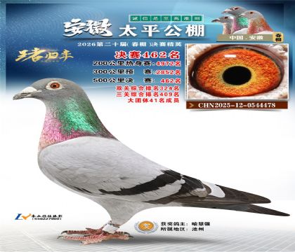 安徽太平决赛462名