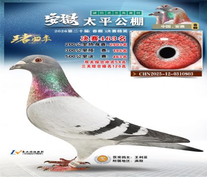 安徽太平决赛463名